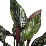 Calathea Ornata - Ø14cm - ↕50cm Everspring