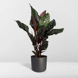 Calathea Ornata - Ø14cm - ↕50cm Everspring