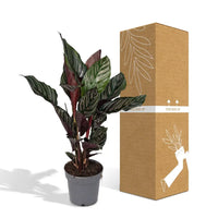 Calathea Ornata - Ø14cm - ↕50cm Everspring