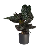 Calathea Ornata - Ø19cm - ↕75cm Everspring