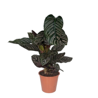 Calathea Ornata - Ø19cm - ↕75cm Everspring