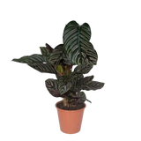 Calathea Ornata - Ø19cm - ↕75cm Everspring