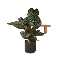 Calathea Ornata - Ø19cm - ↕75cm Everspring