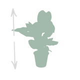 Calathea Ornata - Ø19cm - ↕75cm Everspring