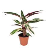 Calathea Triostar - Plante Paon - Ø19cm - ↕70cm Everspring