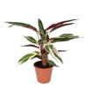 Calathea Triostar - Plante Paon - Ø19cm - ↕70cm Everspring