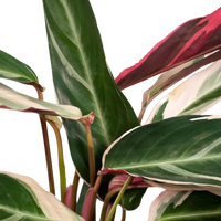 Calathea Triostar - Plante Paon - Ø19cm - ↕70cm Everspring