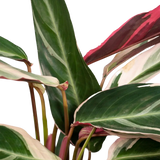 Calathea Triostar - Plante Paon - Ø19cm - ↕70cm Everspring