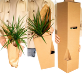 Calathea Triostar - Plante Paon - Ø19cm - ↕70cm Everspring