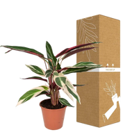 Calathea Triostar - Plante Paon - Ø19cm - ↕70cm Everspring