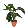 Calathea Warscewiczii - Plante paon - Ø19cm - ↕70cm Everspring
