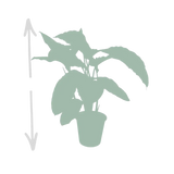 Calathea Warscewiczii - Plante paon - Ø19cm - ↕70cm Everspring