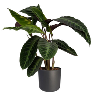 Calathea Warscewiczii - Plante paon - Ø19cm - ↕70cm Everspring