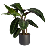 Calathea Warscewiczii - Plante paon - Ø19cm - ↕70cm Everspring