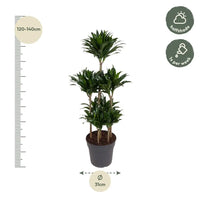 Carrousel Dracaena Compacta - 130 cm - ø31 Everspring
