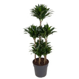 Carrousel Dracaena Compacta - 130 cm - ø31 Everspring