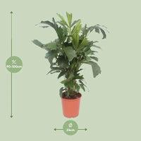 Caryota Mitis - Ø24cm - ↕110cm Everspring