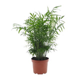 Chamaedorea Elegans - Ø17cm - ↕50cm Everspring