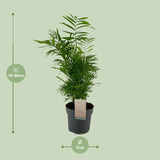 Chamaedorea Elegans - Ø17cm - ↕50cm Everspring
