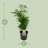 Chamaedorea Elegans - Ø17cm - ↕50cm Everspring