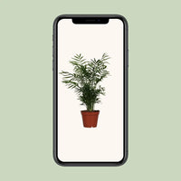 Chamaedorea Elegans - Ø17cm - ↕55cm Everspring