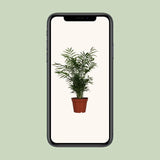 Chamaedorea Elegans - Ø17cm - ↕55cm Everspring