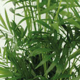 Chamaedorea Elegans (Palmier de montagne mexicain) - 2 pièces - Ø17cm - ↕55cm Everspring