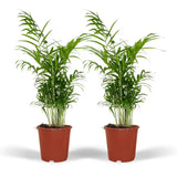 Chamaedorea Elegans (Palmier de montagne mexicain) - 2 pièces - Ø17cm - ↕55cm Everspring