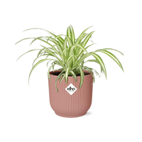 Chlorophytum Comosum Variegatum + pot ELHO Vibes Fold 14 cm rose - GREEN OASIS - SHOP