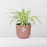 Chlorophytum Comosum Variegatum + pot ELHO Vibes Fold 14 cm rose - GREEN OASIS - SHOP