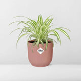 Chlorophytum Comosum Variegatum + pot ELHO Vibes Fold 14 cm rose - GREEN OASIS - SHOP