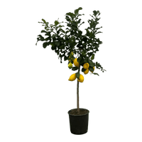 Citrus Lemon (Citronnier) - 150 cm - Ø24cm - GREEN OASIS - SHOP
