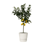 Citrus Lemon (Citronnier) - 150 cm - Ø24cm - GREEN OASIS - SHOP