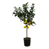 Citrus Lemon (Citronnier) - 150 cm - Ø24cm Everspring