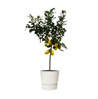 Citrus Lemon (Citronnier) - 150 cm - Ø24cm Everspring