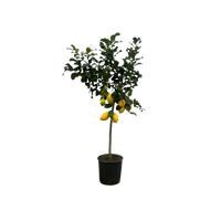 Citrus Lemon (Citronnier) - 150 cm - Ø24cm Everspring