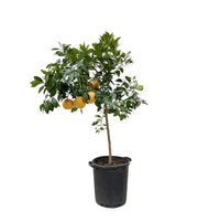 Citrus Pompelmo - 150 cm - ø40 Everspring