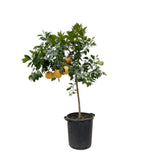 Citrus Pompelmo - 150 cm - ø40 Everspring