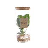 Clusia en tube de verre moyen - Ø12cm - ↕30cm Everspring