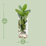 Clusia en verre cylindrique - Ø12cm - ↕30cm Everspring