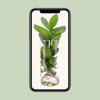 Clusia en verre cylindrique - Ø12cm - ↕30cm Everspring