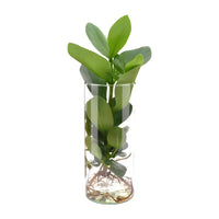 Clusia en verre cylindrique - Ø12cm - ↕30cm Everspring