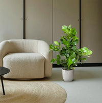 Clusia Rosea - 110 cm - ø24 - GREEN OASIS - SHOP