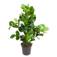Clusia Rosea - 110 cm - ø24 - GREEN OASIS - SHOP