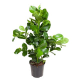 Clusia Rosea - 110 cm - ø24 - GREEN OASIS - SHOP