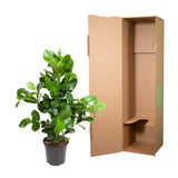 Clusia Rosea - 110 cm - ø24 - GREEN OASIS - SHOP