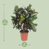 Codiaeum Magnifique (Croton Magnifique) - Ø27cm - ↕110cm Everspring