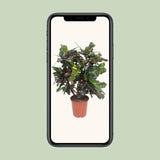 Codiaeum Magnifique (Croton Magnifique) - Ø27cm - ↕110cm Everspring