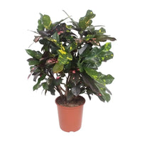 Codiaeum Magnifique (Croton Magnifique) - Ø27cm - ↕110cm Everspring