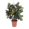 Codiaeum Magnifique (Croton Magnifique) - Ø27cm - ↕110cm Everspring